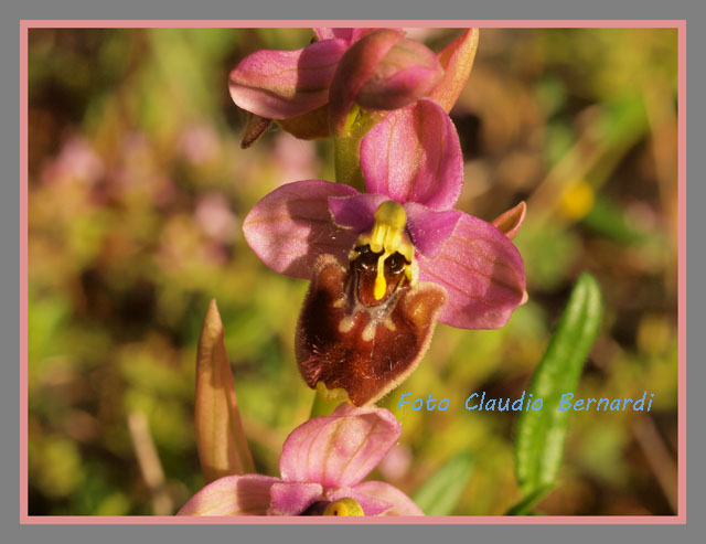 ibrido ophrys tenthredinifera x ophrys gracilis